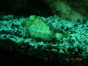 carribean conch