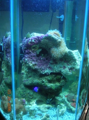 30 gallon hex