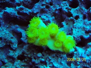 yellow_sun_polyps