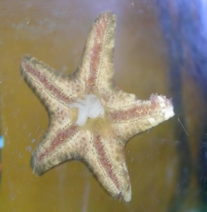Sick Chocolate Chip Sea Star