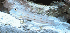 Orange DIamond Goby