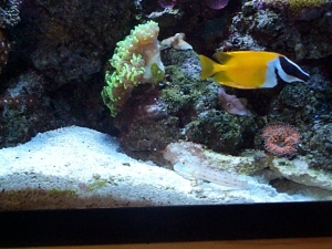 Orange Diamond Goby