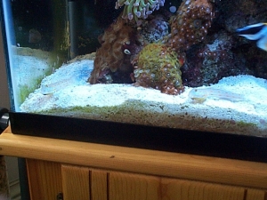 Mated Pair of Gobies