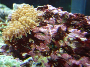 unknown worms