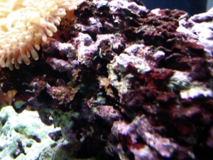 More worms