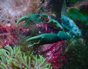 Emerald Mithrax crab