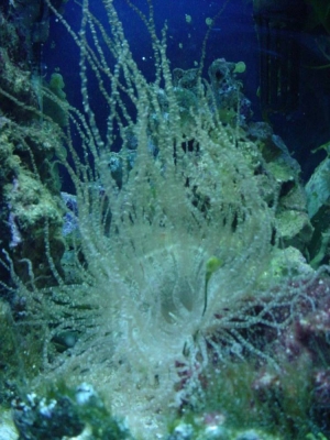 Curlicue anemone