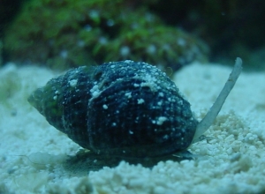 nassarius snail (black)