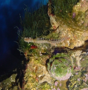 bristleworm