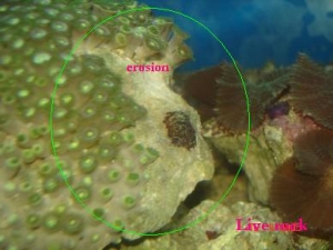 erosion caused by zoa eating nudis