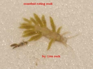 zoa eating nudibranch
