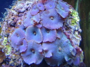more mushrooms