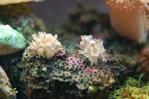 Xenia Baby Frags