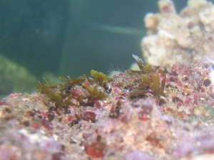 seaweed