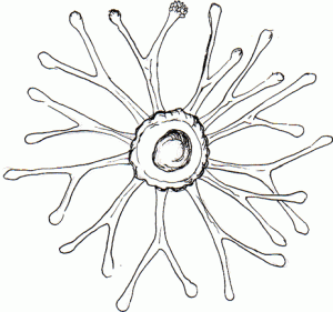 hydriod