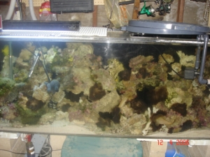 250 gal