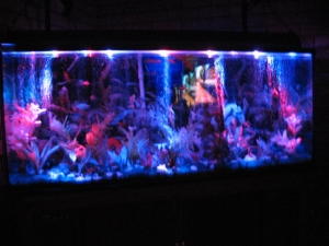 FRESHWATER TANK
