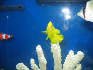 Lemon Peel Angel