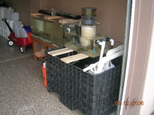my sump and skimmer