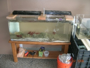 Refugium