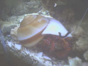 Big shell