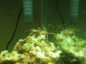 Arrow crab eating