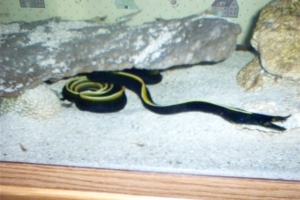 blue ribbon eel