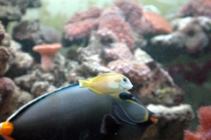 Orange Shoulder