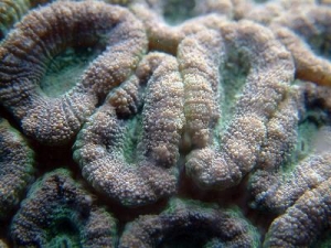 forum_size_1