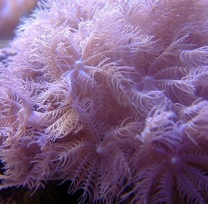 forum_size_2