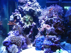 30g cube,  Eco system hob filter