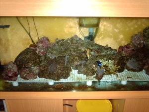 reef_tank_004