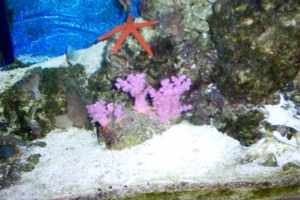 orange linkia
