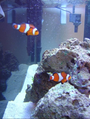 My Oscellaris Clownfish 2
