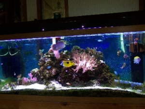 tank photo