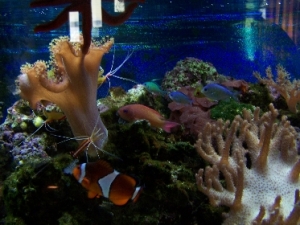 lyretail anthias