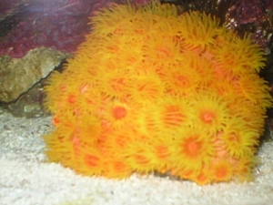 Sun Coral