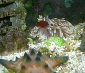 My new Red Saddleback Anemonefish