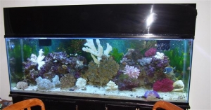 My New 135 gal Reef Setup!!