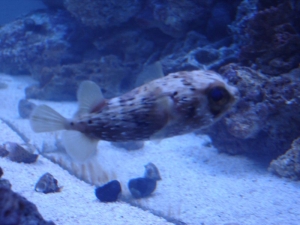 Porcupine Puffer Pic 1