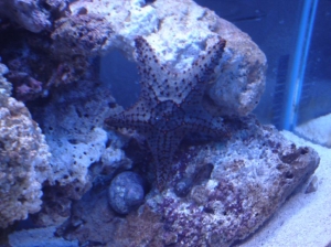 Orange General Star