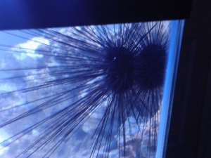 Long-Spined Urchin