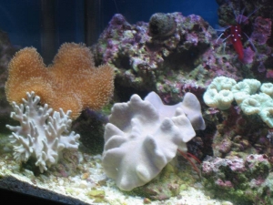 mini-reef_001