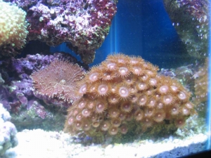 mini-reef_006