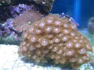 mini-reef_007