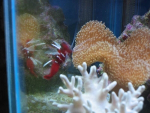 mini-reef_008