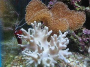 mini-reef_009