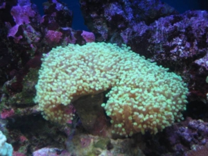 mini-reef_010