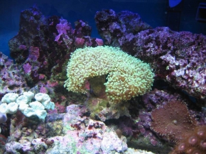 mini-reef_011