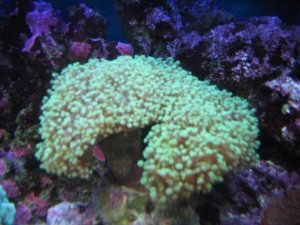 mini-reef_012